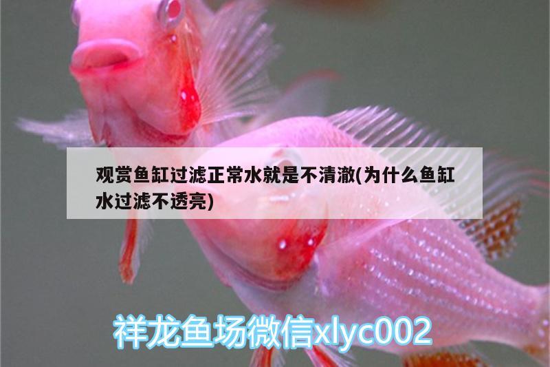 觀賞魚(yú)缸過(guò)濾正常水就是不清澈(為什么魚(yú)缸水過(guò)濾不透亮)