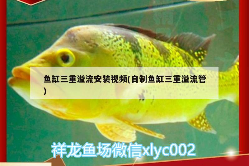 魚缸三重溢流安裝視頻(自制魚缸三重溢流管)