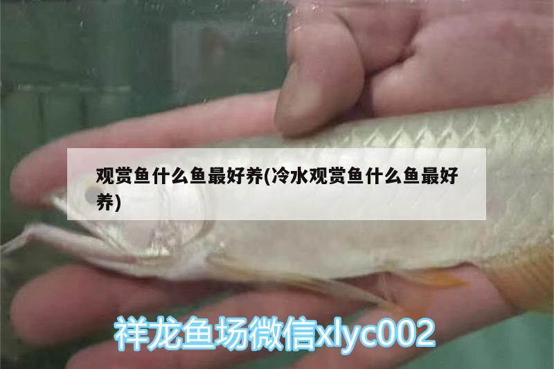 觀賞魚什么魚最好養(yǎng)(冷水觀賞魚什么魚最好養(yǎng))