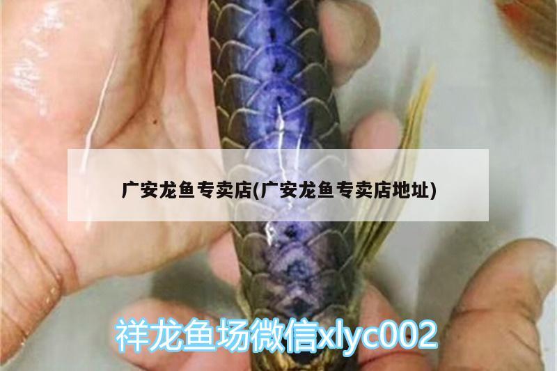 廣安龍魚專賣店(廣安龍魚專賣店地址) 斑馬狗頭魚