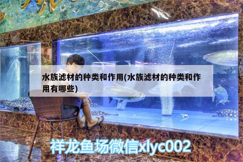 水族濾材的種類和作用(水族濾材的種類和作用有哪些) 黑金魟魚