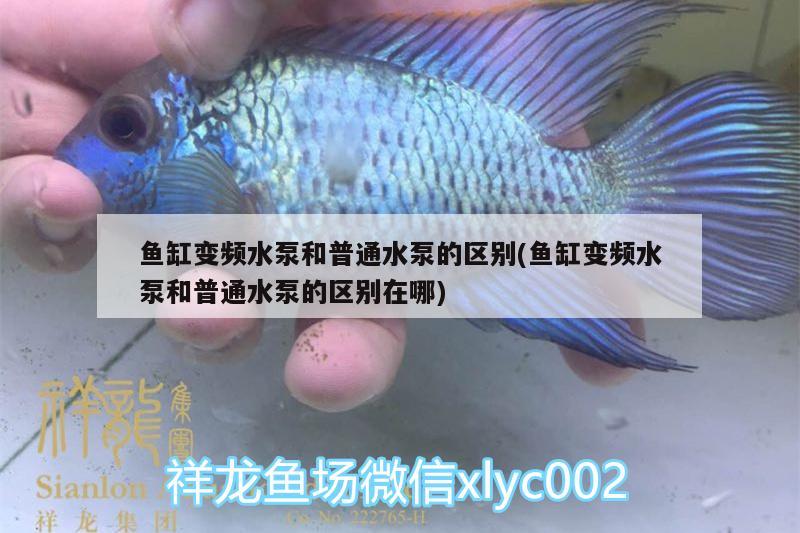 魚缸變頻水泵和普通水泵的區(qū)別(魚缸變頻水泵和普通水泵的區(qū)別在哪) 觀賞魚水族批發(fā)市場