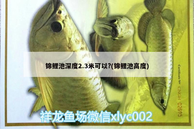 錦鯉池深度2.3米可以?(錦鯉池高度) 祥龍傳奇品牌魚缸