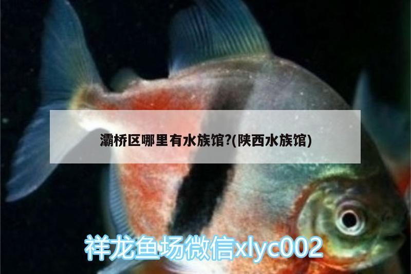 灞橋區(qū)哪里有水族館?(陜西水族館) 細(xì)線(xiàn)銀版魚(yú)