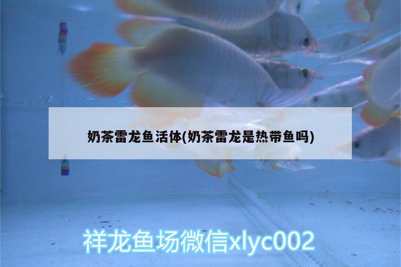 奶茶雷龍魚(yú)活體(奶茶雷龍是熱帶魚(yú)嗎) 銀龍魚(yú)苗