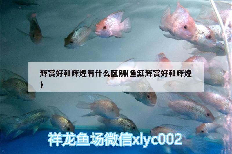 輝賞好和輝煌有什么區(qū)別(魚(yú)缸輝賞好和輝煌) 祥龍龍魚(yú)專用水族燈