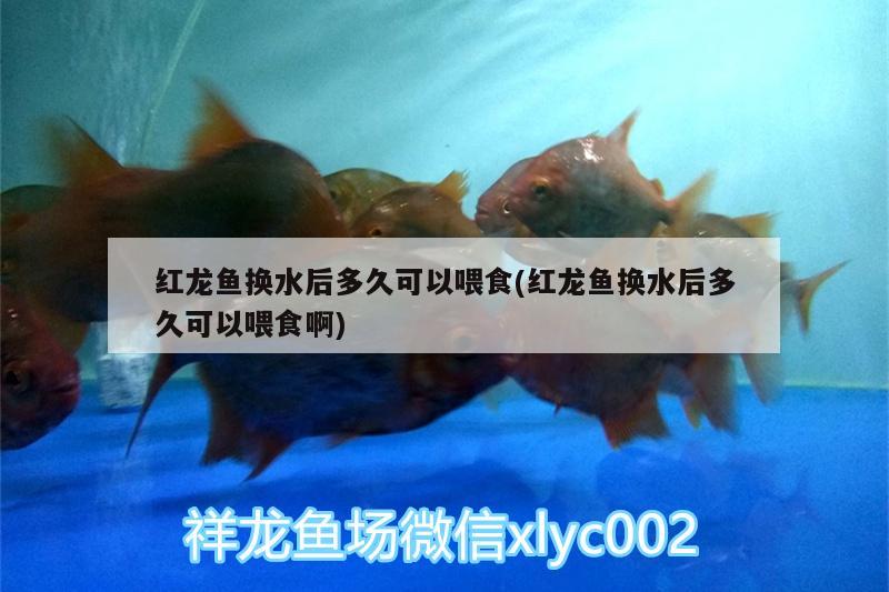 紅龍魚(yú)換水后多久可以喂食(紅龍魚(yú)換水后多久可以喂食啊) 海象魚(yú)