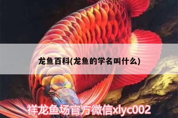 龍魚(yú)百科(龍魚(yú)的學(xué)名叫什么) 白子球鯊魚(yú)