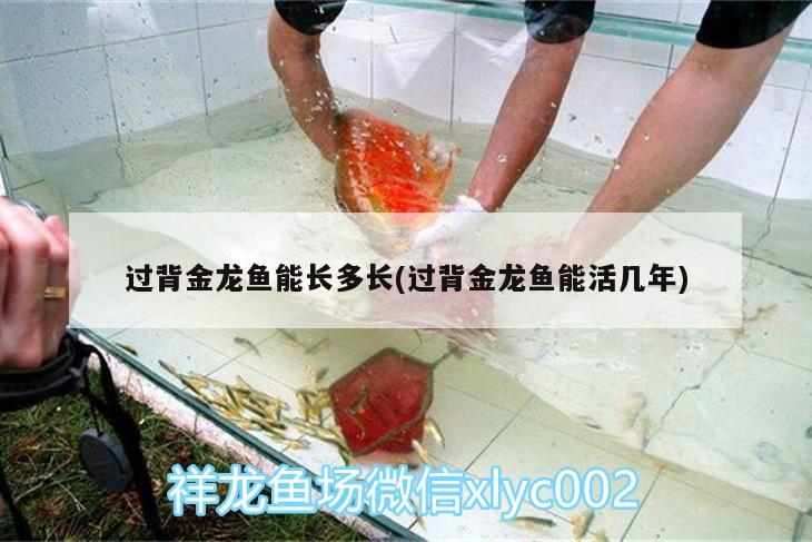 過背金龍魚能長(zhǎng)多長(zhǎng)(過背金龍魚能活幾年)