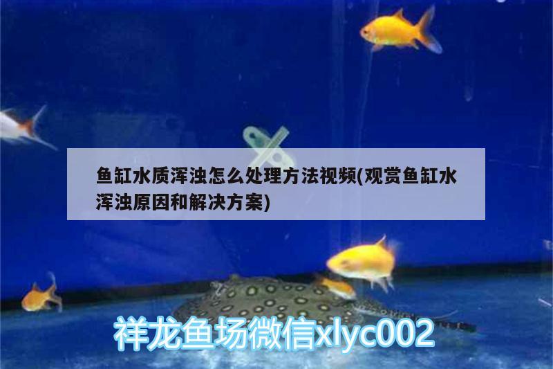 魚缸水質渾濁怎么處理方法視頻(觀賞魚缸水渾濁原因和解決方案) 造景/裝飾