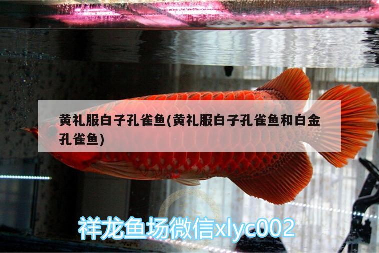 黃禮服白子孔雀魚(黃禮服白子孔雀魚和白金孔雀魚)