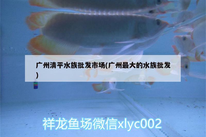 廣州清平水族批發(fā)市場(廣州最大的水族批發(fā)) 觀賞魚水族批發(fā)市場