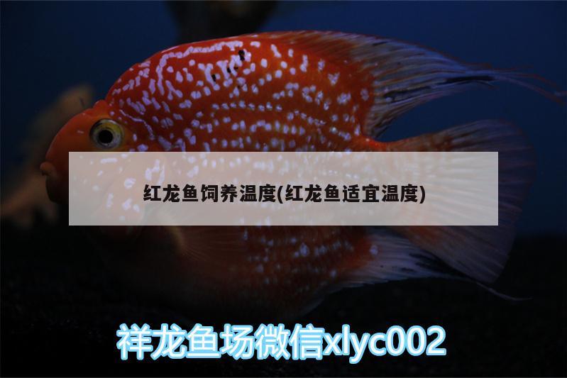 紅龍魚飼養(yǎng)溫度(紅龍魚適宜溫度) 魟魚百科