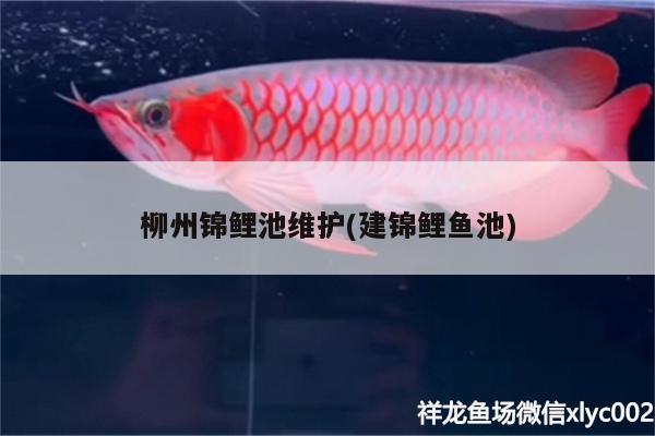 柳州錦鯉池維護(建錦鯉魚池)