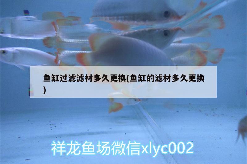 魚缸過濾濾材多久更換(魚缸的濾材多久更換) 野生地圖魚