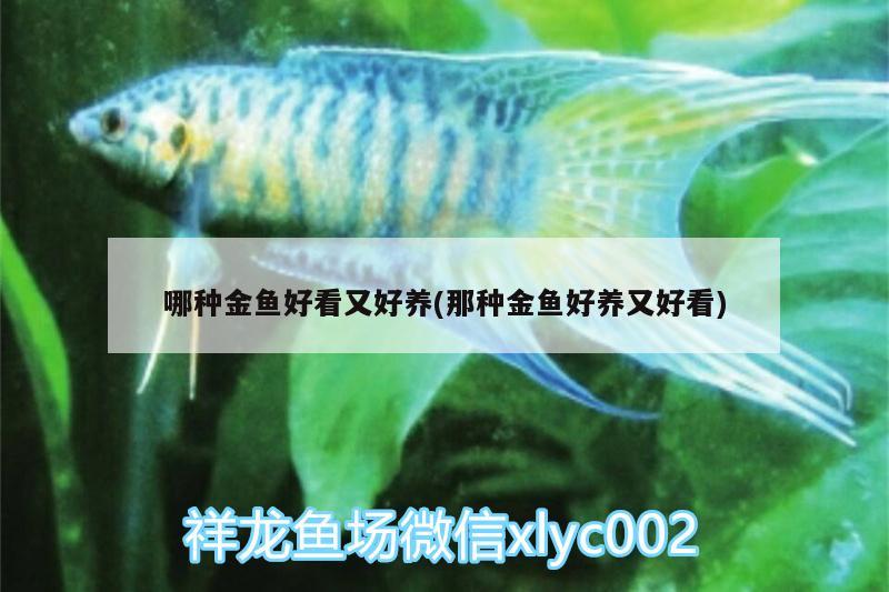 哪種金魚好看又好養(yǎng)(那種金魚好養(yǎng)又好看)