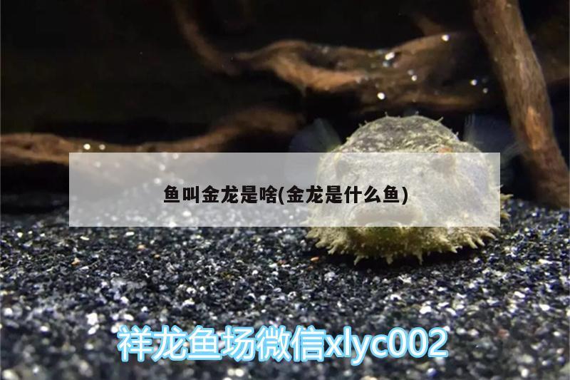 魚叫金龍是啥(金龍是什么魚)