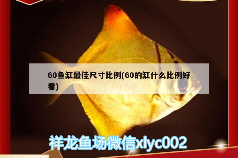 60魚(yú)缸最佳尺寸比例(60的缸什么比例好看) 粗線(xiàn)銀版魚(yú)