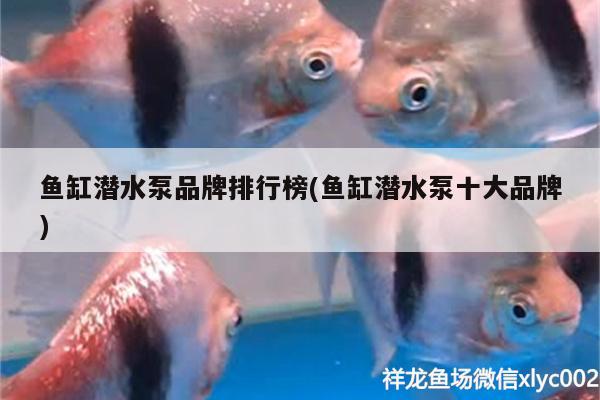 魚缸潛水泵品牌排行榜(魚缸潛水泵十大品牌) 狗仔（招財(cái)貓)魚苗