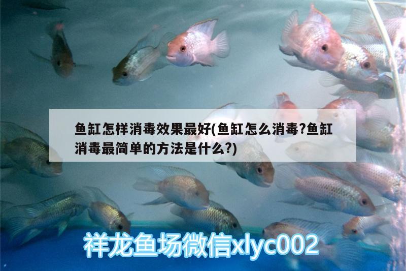 魚缸怎樣消毒效果最好(魚缸怎么消毒?魚缸消毒最簡單的方法是什么?) 祥龍藍(lán)珀金龍魚