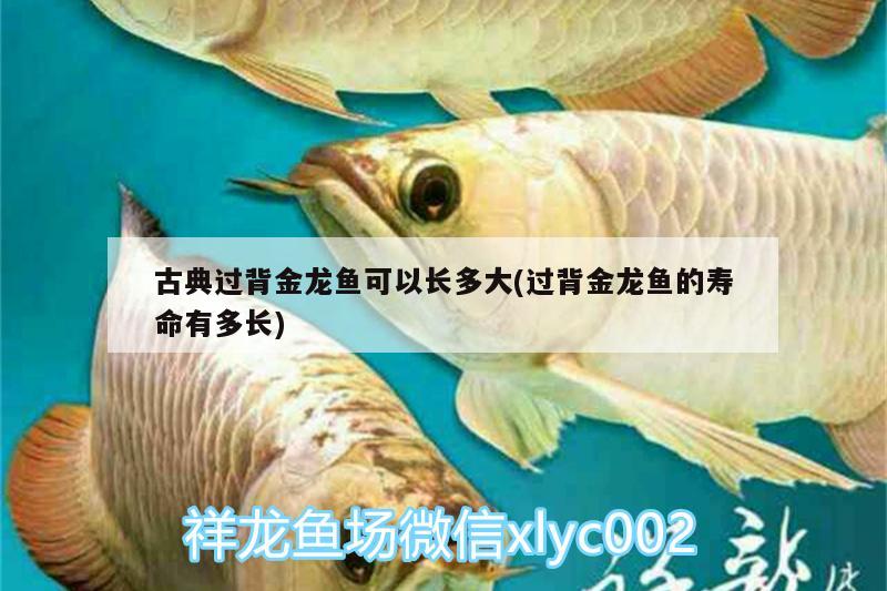 古典過背金龍魚可以長多大(過背金龍魚的壽命有多長) 古典過背金龍魚