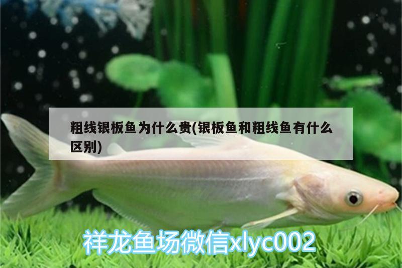 粗線銀板魚為什么貴(銀板魚和粗線魚有什么區(qū)別)