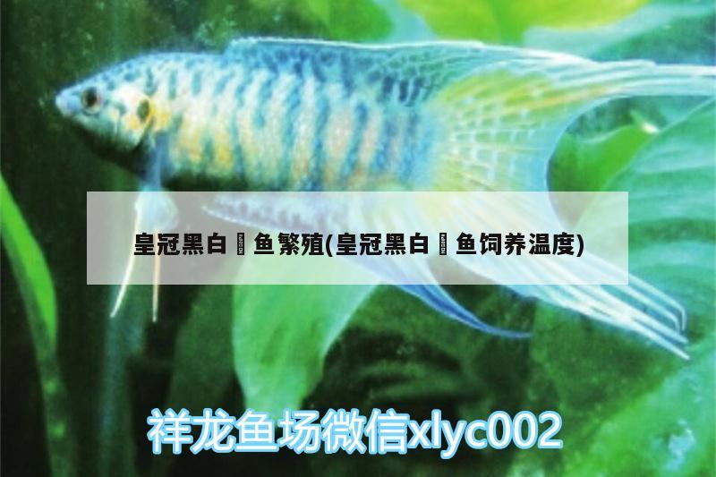 皇冠黑白魟魚(yú)繁殖(皇冠黑白魟魚(yú)飼養(yǎng)溫度) 皇冠黑白魟魚(yú)