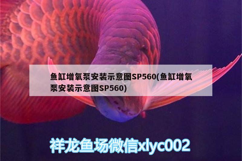 魚缸增氧泵安裝示意圖SP560(魚缸增氧泵安裝示意圖SP560) 蘇虎