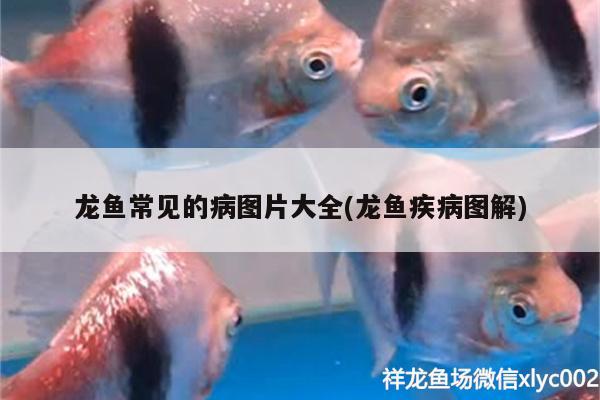 龍魚常見的病圖片大全(龍魚疾病圖解) 龍魚疾病與治療