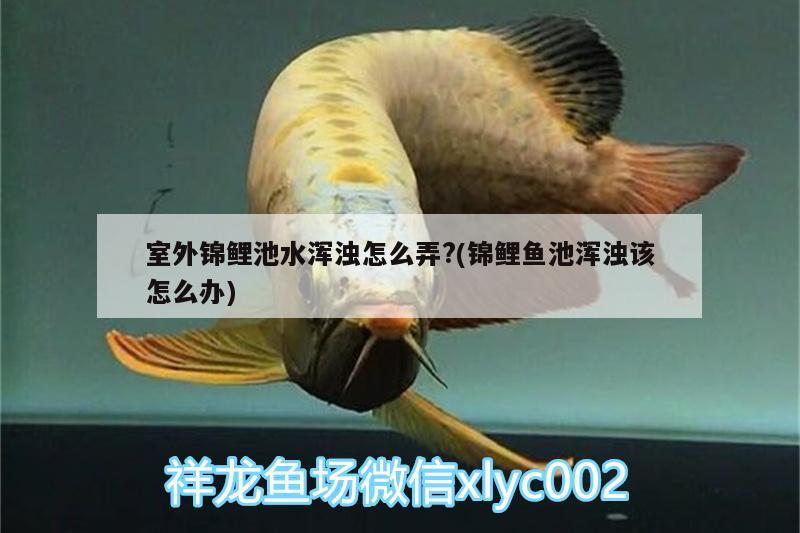 室外錦鯉池水渾濁怎么弄?(錦鯉魚池渾濁該怎么辦) 紅眼黃化幽靈火箭魚|皇家火箭魚