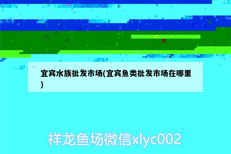 宜賓水族批發(fā)市場(宜賓魚類批發(fā)市場在哪里) 觀賞魚水族批發(fā)市場