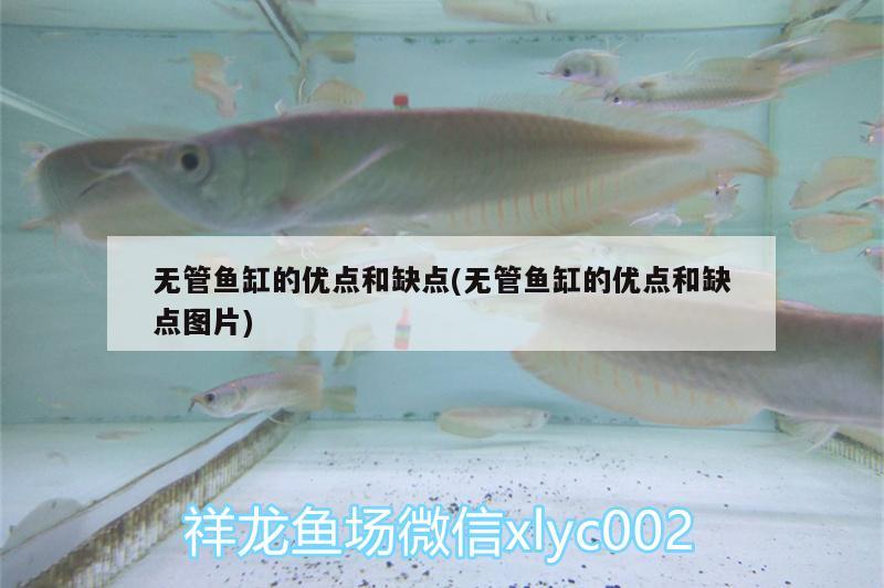 無管魚缸的優(yōu)點(diǎn)和缺點(diǎn)(無管魚缸的優(yōu)點(diǎn)和缺點(diǎn)圖片) 銀龍魚