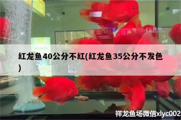 紅龍魚40公分不紅(紅龍魚35公分不發(fā)色) 夢(mèng)幻雷龍魚