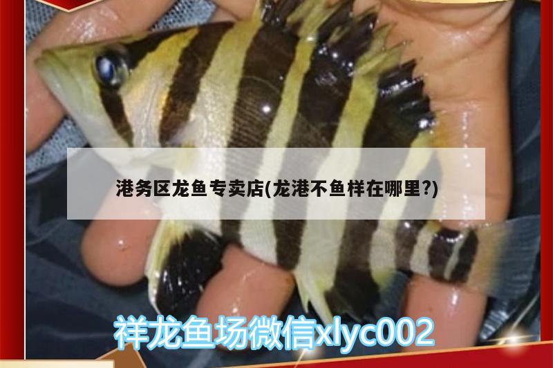 港務(wù)區(qū)龍魚專賣店(龍港不魚樣在哪里?)