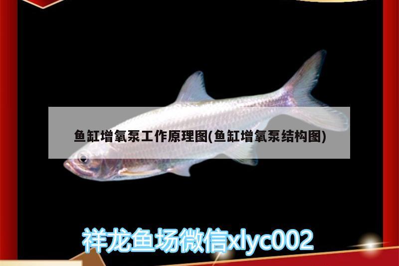 魚(yú)缸增氧泵工作原理圖(魚(yú)缸增氧泵結(jié)構(gòu)圖) 祥禾Super Red紅龍魚(yú)