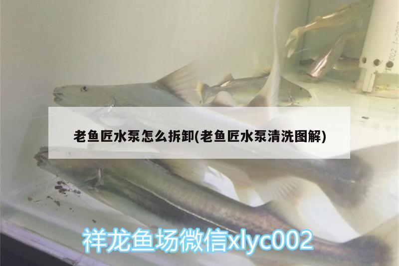 老魚(yú)匠水泵怎么拆卸(老魚(yú)匠水泵清洗圖解) 老魚(yú)匠