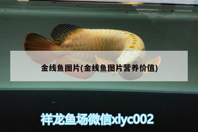 金線魚圖片(金線魚圖片營養(yǎng)價(jià)值)