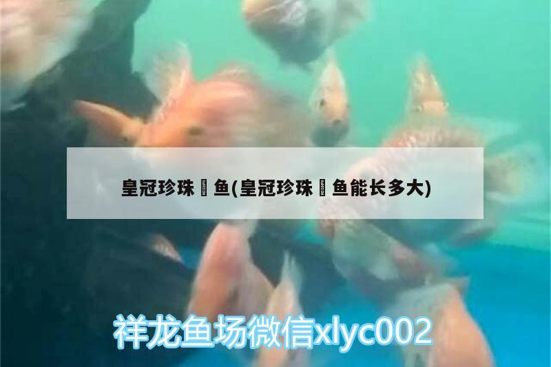 皇冠珍珠魟魚(皇冠珍珠魟魚能長多大) 大白鯊魚苗