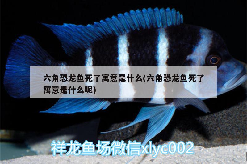 六角恐龍魚死了寓意是什么(六角恐龍魚死了寓意是什么呢)