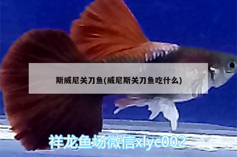 斯威尼關(guān)刀魚(威尼斯關(guān)刀魚吃什么) 新加坡號(hào)半紅龍魚（練手級(jí)紅龍魚）