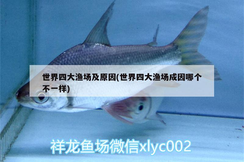 世界四大漁場及原因(世界四大漁場成因哪個不一樣) 銀龍魚苗