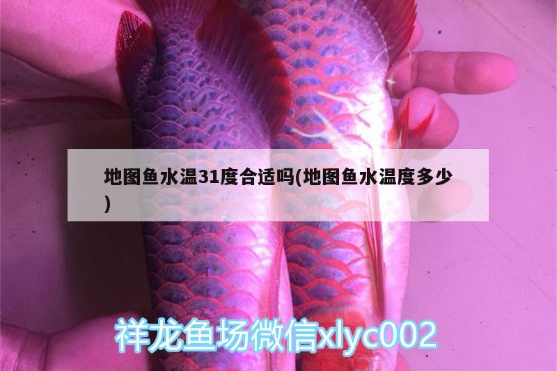 地圖魚水溫31度合適嗎(地圖魚水溫度多少)