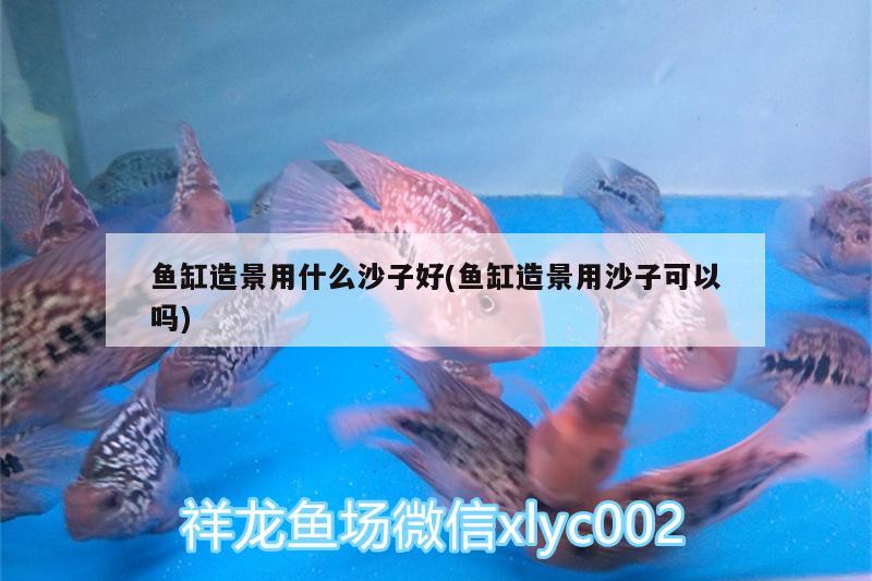 魚缸造景用什么沙子好(魚缸造景用沙子可以嗎) 祥龍傳奇品牌魚缸