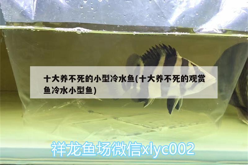 十大養(yǎng)不死的小型冷水魚(yú)(十大養(yǎng)不死的觀賞魚(yú)冷水小型魚(yú)) 祥龍赫舞紅龍魚(yú)