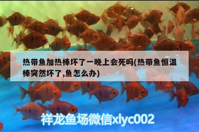 熱帶魚加熱棒壞了一晚上會死嗎(熱帶魚恒溫棒突然壞了,魚怎么辦)