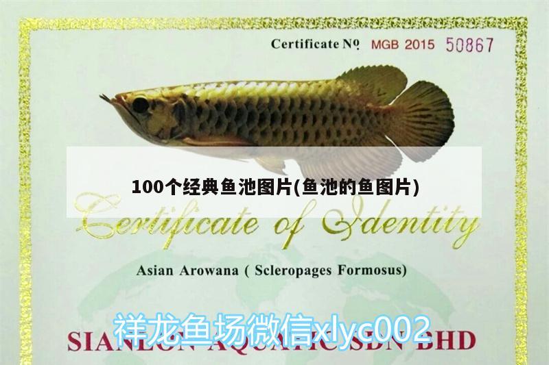 100個(gè)經(jīng)典魚(yú)池圖片(魚(yú)池的魚(yú)圖片) 黑帝王魟魚(yú)