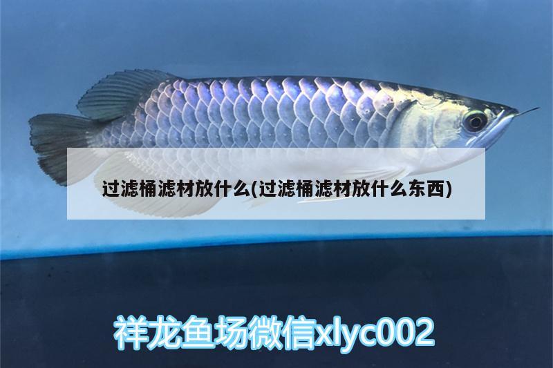 過(guò)濾桶濾材放什么(過(guò)濾桶濾材放什么東西) 斑馬鴨嘴魚(yú)