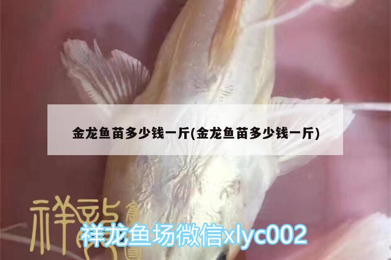 金龍魚苗多少錢一斤(金龍魚苗多少錢一斤) 黃吉金龍（白子金龍魚）