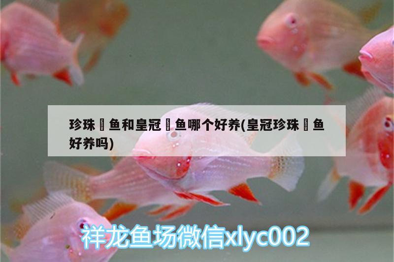 珍珠魟魚和皇冠魟魚哪個(gè)好養(yǎng)(皇冠珍珠魟魚好養(yǎng)嗎) 除藻劑