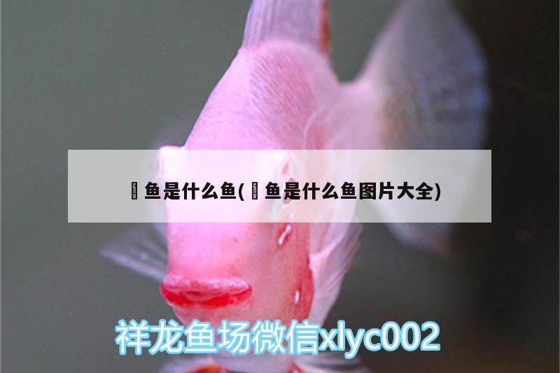 魟魚是什么魚(魟魚是什么魚圖片大全)